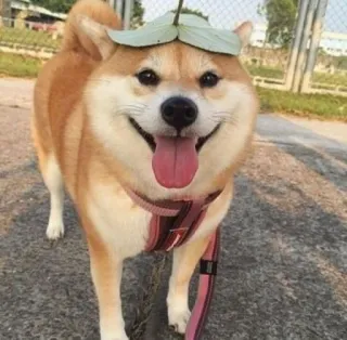 😛 d0943637 cane, shiba inu, carino, animale domestico, animale, felice telegram sticker