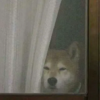 👀 ef457ecf cane, shiba inu, finestra, animale domestico, animale telegram sticker