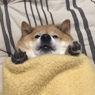 🥱 fae32175 cane, shiba inu, animale domestico, animale, carino, assonnato, coperta telegram sticker