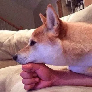 🤔 fd67aa45 cane, shiba inu, animale domestico, carino, animale, mano telegram sticker