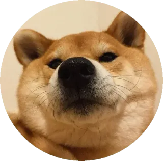 🤐 15810ae2 หมา, ชิบะอินุ, สัตว์เลี้ยง, สัตว์, มีม telegram sticker