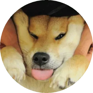 🤐 35353149 doge doge, ชิบะอินุ, มีม, ตลก, หมา, สัตว์ telegram sticker