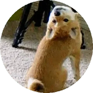 😮 39642624 หมา, สัตว์, สัตว์เลี้ยง, น่ารัก, สัตว์บ้าน telegram sticker