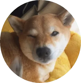 😬 4e66274e หมา, ชิบะอินุ, สัตว์, สัตว์เลี้ยง, ขยิบตา telegram sticker