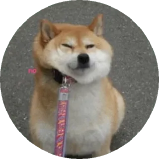 🤕 4ea8a035 no หมา, ชิบะอินุ, สัตว์เลี้ยง, สัตว์, น่ารัก, ไม่ telegram sticker