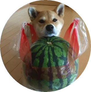 😕 9831d230 หมา, ชิบะ อินุ, แตงโม, ผลไม้, น่ารัก, สัตว์, สัตว์เลี้ยง telegram sticker