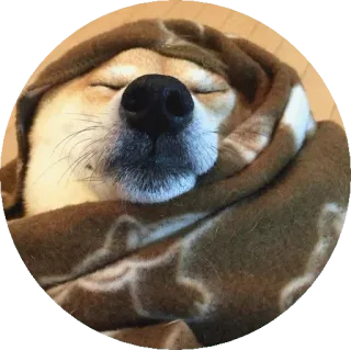 🥴 9bb37d38 หมา, ชิบะ อินุ, ผ้าห่ม, หลับ, น่ารัก, สัตว์เลี้ยง, สัตว์ telegram sticker
