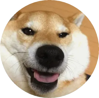 😷 af4d469e หมา, ชิบะอินุ, สัตว์, น่ารัก, มีม, ตลก, สัตว์เลี้ยง telegram sticker