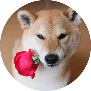 🤥 e164ff9b หมา, กุหลาบ, สัตว์, สัตว์เลี้ยง, น่ารัก, ดอกไม้, ชิบะอินุ telegram sticker