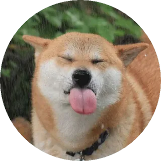 😐 fb1ededa หมา, ชิบะอินุ, มีม, ลิ้น, มีความสุข, น่ารัก, ตลก, สัตว์ telegram sticker