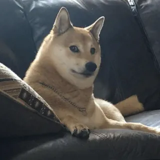 🐕 26d79f27 cane, shiba inu, animale domestico, divano, animale telegram sticker