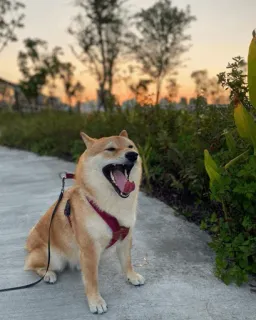 🐕 7561755f cane, shiba inu, sbadiglio, animale domestico, animale, tramonto telegram sticker