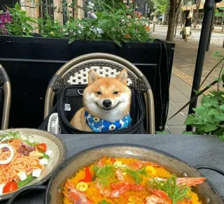 🐕 77cfe0a9 cane, Shiba Inu, animale domestico, cibo, ristorante, cena telegram sticker