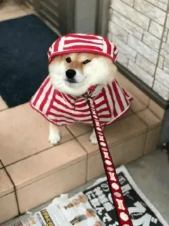 🐕 7c945625 cane, shiba inu, animale domestico, animale, carino, vestito, costume da cane telegram sticker