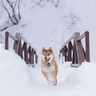 🐕 a4a59c72 cane, Shiba Inu, neve, inverno, animale, animale domestico, all'aperto, ponte telegram sticker