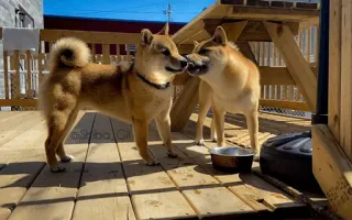 🐕 a745262b Syba Citi cani, Shiba Inu, all'aperto, animali, animali domestici, animali da compagnia telegram sticker