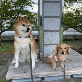 🐕 a94df663 cane, Shiba Inu, bassotto, animali, animali domestici telegram sticker