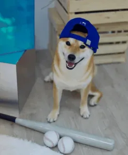 🐕 bbcf35c5 cane, shiba inu, baseball, mazza da baseball, sport, animale, animale domestico telegram sticker