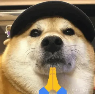🐕 cb793ac2 Doge doge, cane, meme, carino, cappello, preghiera, meme di internet telegram sticker