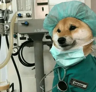 🐕 f4998c06 HOSHI doge, cane, dottore, chirurgo, ospedale, meme telegram sticker