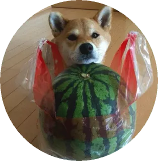 🍉 042f9236 pies, shiba inu, arbuz, słodki, zwierzę, śmieszne telegram sticker