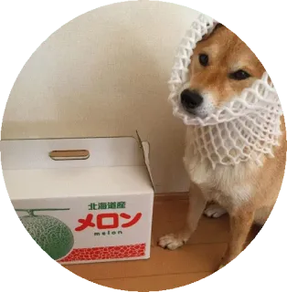 😶 0f054be2 北海道
メロン melon, owoc, pies, pudełko, opakowanie, japoński, Shiba Inu telegram sticker
