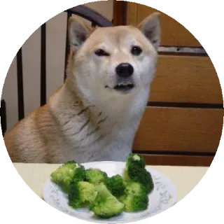 😕 1b72be7e pies, shiba inu, brokuł, jedzenie, zwierzę, mem telegram sticker