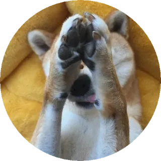 🙊 5d76b987 pies, shiba inu, szczeniak, słodki, zwierzę, zwierzę domowe telegram sticker