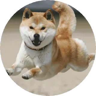 🏃 66213a03 pies, shiba inu, bieganie, zwierzę, zwierzak telegram sticker