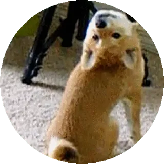 😏 bc7f574e pies, shiba inu, zwierzę domowe, zwierzę, słodki telegram sticker