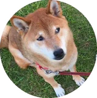 😟 c6424e10 pies, shiba inu, zwierzę domowe, zwierzę telegram sticker
