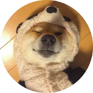 😊 edacf58f pies, shiba inu, panda, zwierzę, słodki telegram sticker