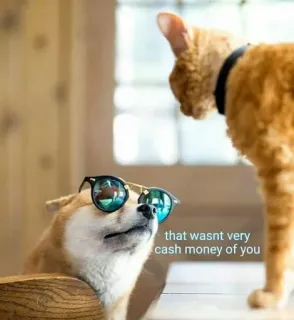 🧐 0589bd1f that wasnt very cash money of you anjing, kucing, meme, lucu, uang, binatang telegram sticker