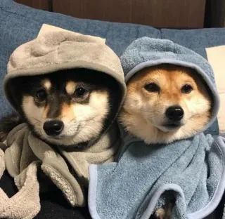 🥼 15ba615a anjing, shiba inu, binatang, imut, hewan peliharaan, hoodie, kawaii telegram sticker