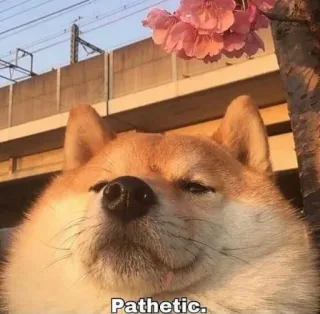 😑 2c58956e Pathetic. anjing, shiba inu, menyedihkan, meme, bunga sakura, hewan, humor telegram sticker