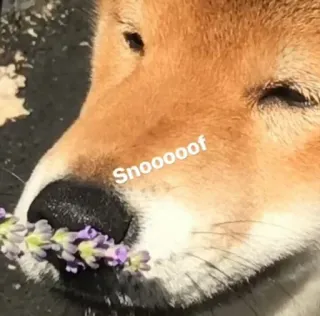 🐽 31419cf0 Snooooof anjing, shiba inu, bunga, lavender, imut, hewan, peliharaan, moncong telegram sticker