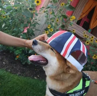 🇬🇧 4bbe08f4 VILIUS-K9 anjing, Shiba Inu, helm, Union Jack, hewan peliharaan, binatang, K9 telegram sticker