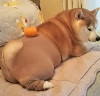 🍑 7fc58ee9 anjing, shiba inu, binatang, hewan peliharaan, jeruk, buah, imut telegram sticker