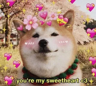 🌸 8920f4b5 you're my sweetheart <3 anjing, shiba inu, sayang, cinta, hati, imut, hewan telegram sticker