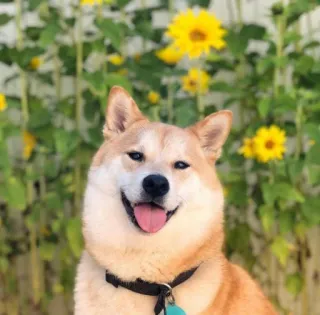 ShinigamiShiba by @shibaess telegram stickers