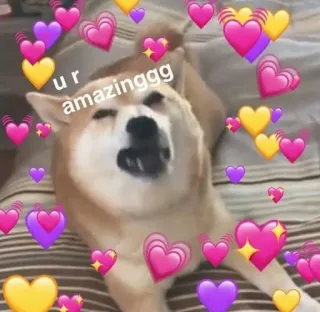 💞 c89e0532 ur amazinggg anjing, hati, cinta, pujian, meme, imut, keren telegram sticker