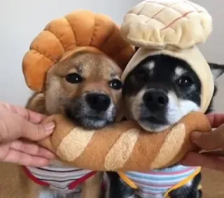 🇫🇷 cf4813ee anjing, roti, imut, hewan, shiba inu, topi, lucu, hewan peliharaan telegram sticker