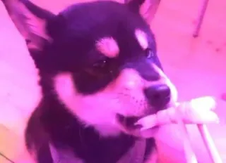 🍤 ddfe5113 anjing, hewan peliharaan, binatang, tulang, anak anjing, imut telegram sticker