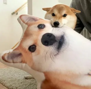 😛 e2d53a6b anjing, shiba inu, bantal, imut, hewan peliharaan, binatang telegram sticker