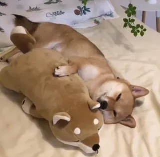 🤗 f6e0aef9 anjing, shiba inu, hewan peliharaan, hewan, tidur, lucu, boneka, tempat tidur telegram sticker