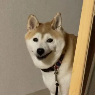 🐗 0822d01a cachorro, shiba inu, animal de estimação, animal, fofo, escadas, mamífero, animal doméstico whatsapp sticker