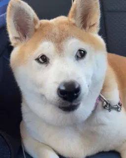 🐗 09263bce cão, Shiba Inu, animal de estimação, animal, fofo, doméstico, mamífero whatsapp sticker