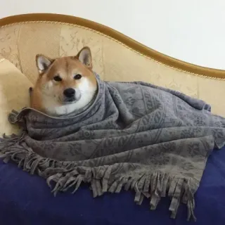 🐗 150b157f cachorro, shiba inu, cobertor, animal de estimação, animal, fofo whatsapp sticker