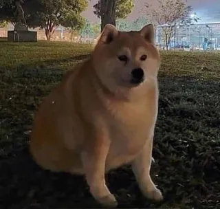 🐗 254e6909 cão, animal, animal de estimação, shiba inu, fofo, sentado whatsapp sticker