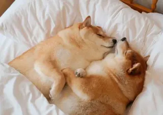 🐗 4495441b cães, shiba inu, dormindo, fofo, animais, animais de estimação whatsapp sticker